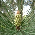 Pinus pinaster